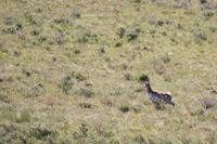 Pronghorn Antelope 6573